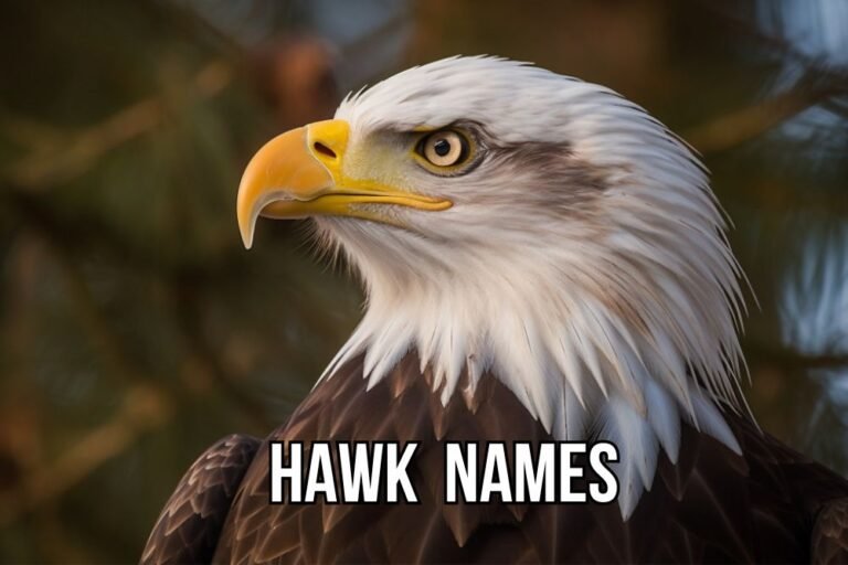 Hawk Names