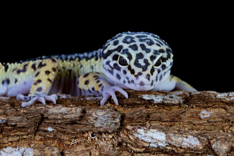 Leopard Gecko Names