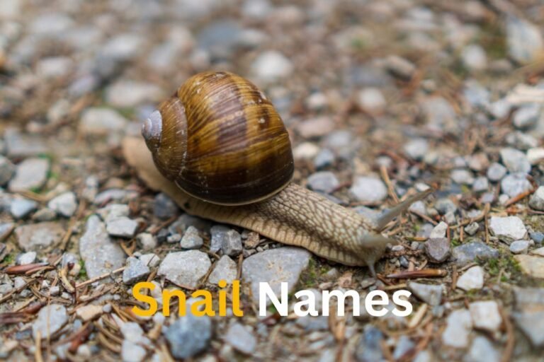 Snail Names